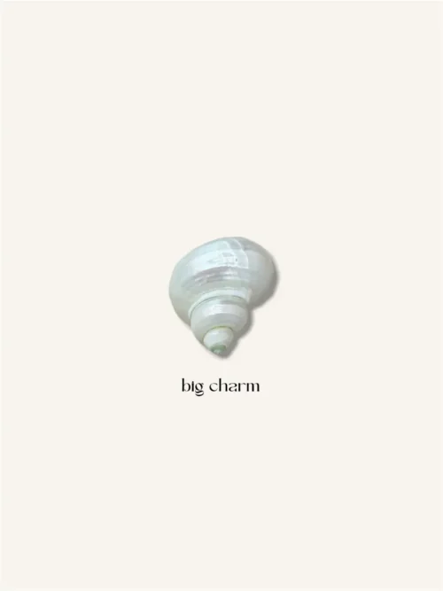 Μεγάλο κοχύλι τούρμπο